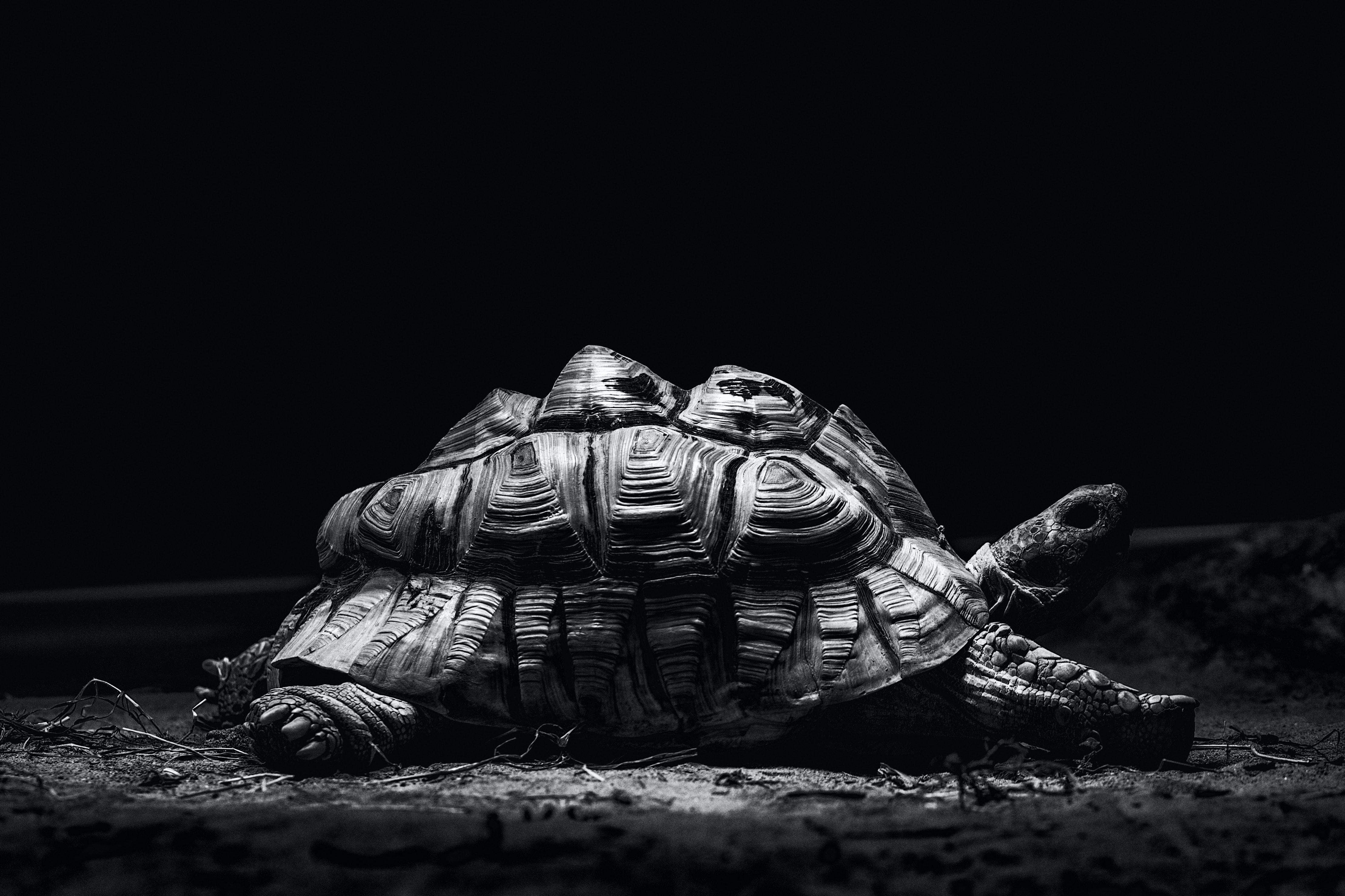 Tortoise