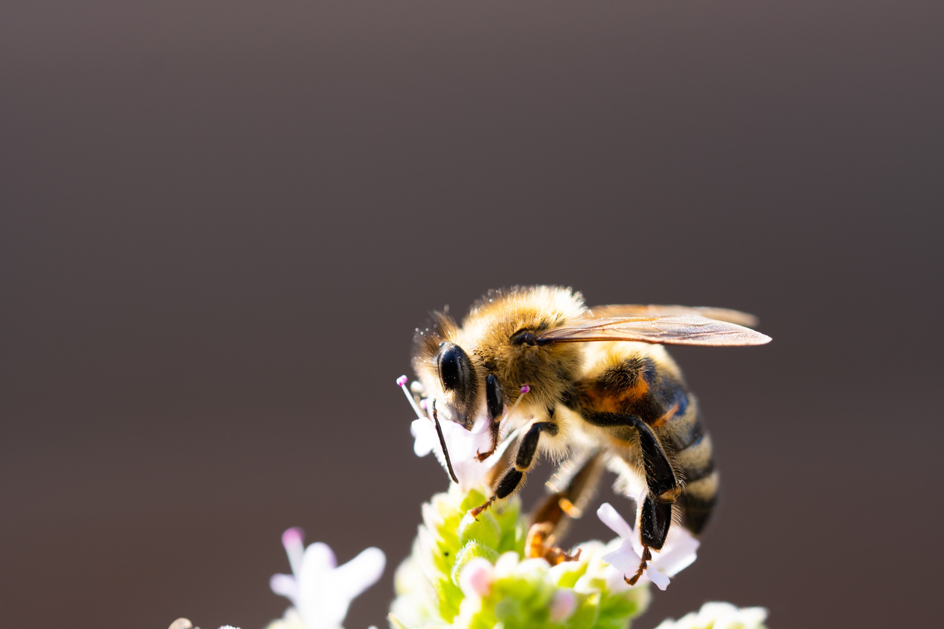 Bee